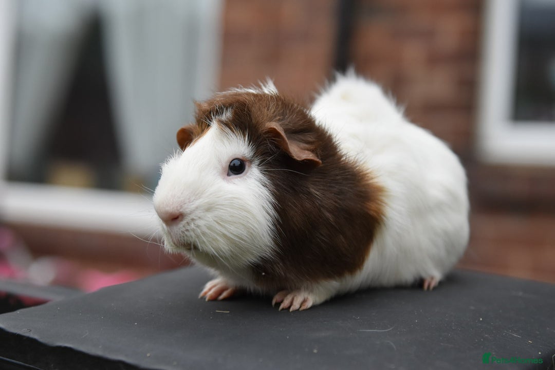 Guinea Pig rodents for sale: 9 Month Old Male Guinea Pigs Looking For Homes in Wigan - Image 20