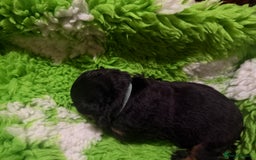 Rottweiler dogs for sale: Rottweiler Puppies  - Image 7