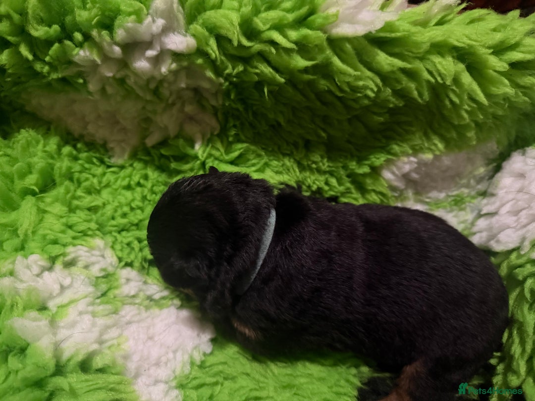 Rottweiler dogs for sale: Rottweiler Puppies  - Image 7