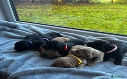 Cocker Spaniel dogs for sale: ✨ Cuddles Await from our Cocker Spaniel Pups  - Image 38