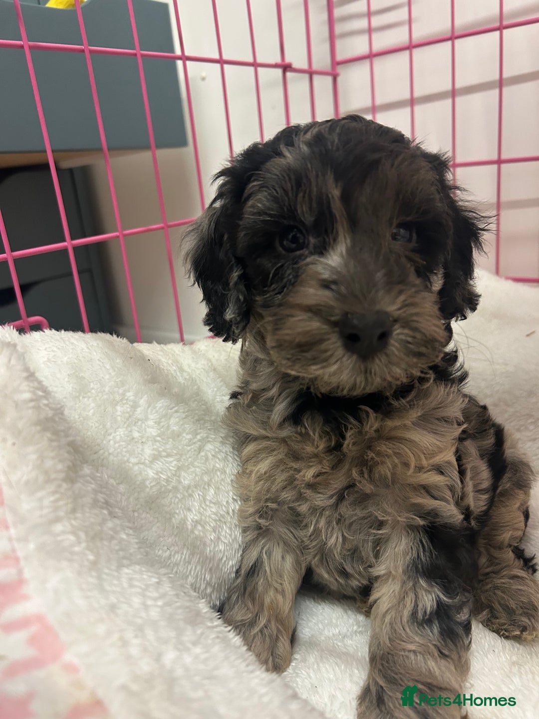 Cockapoo dogs for sale: Cockapoos ready now  - Advert 11