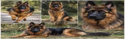 German Shepherd dogs for sale: LONGHAIRED GERMAN SHEPHERD PUPPIES RKC DNA - Advert 2