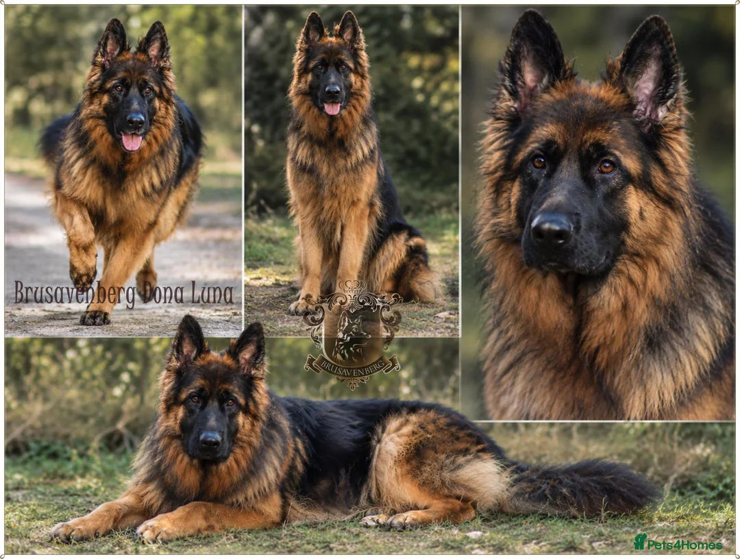 German Shepherd dogs for sale: LONGHAIRED GERMAN SHEPHERD PUPPIES RKC DNA - Advert 2
