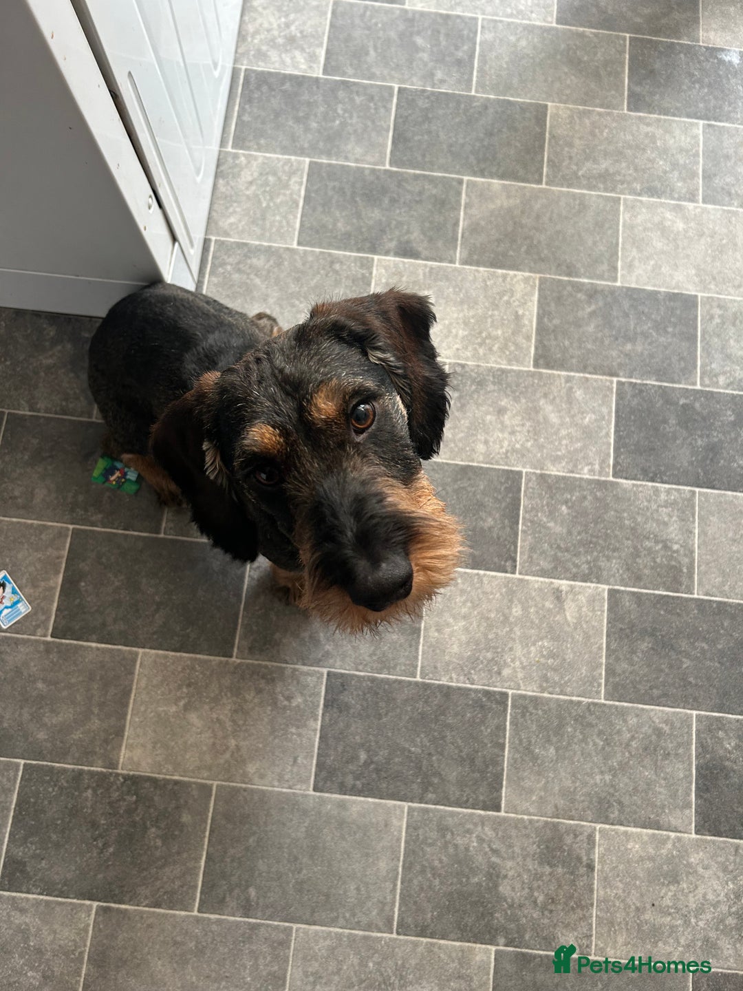 Dachshund dogs for sale: Teckel Dachshund for rehoming - Advert 12