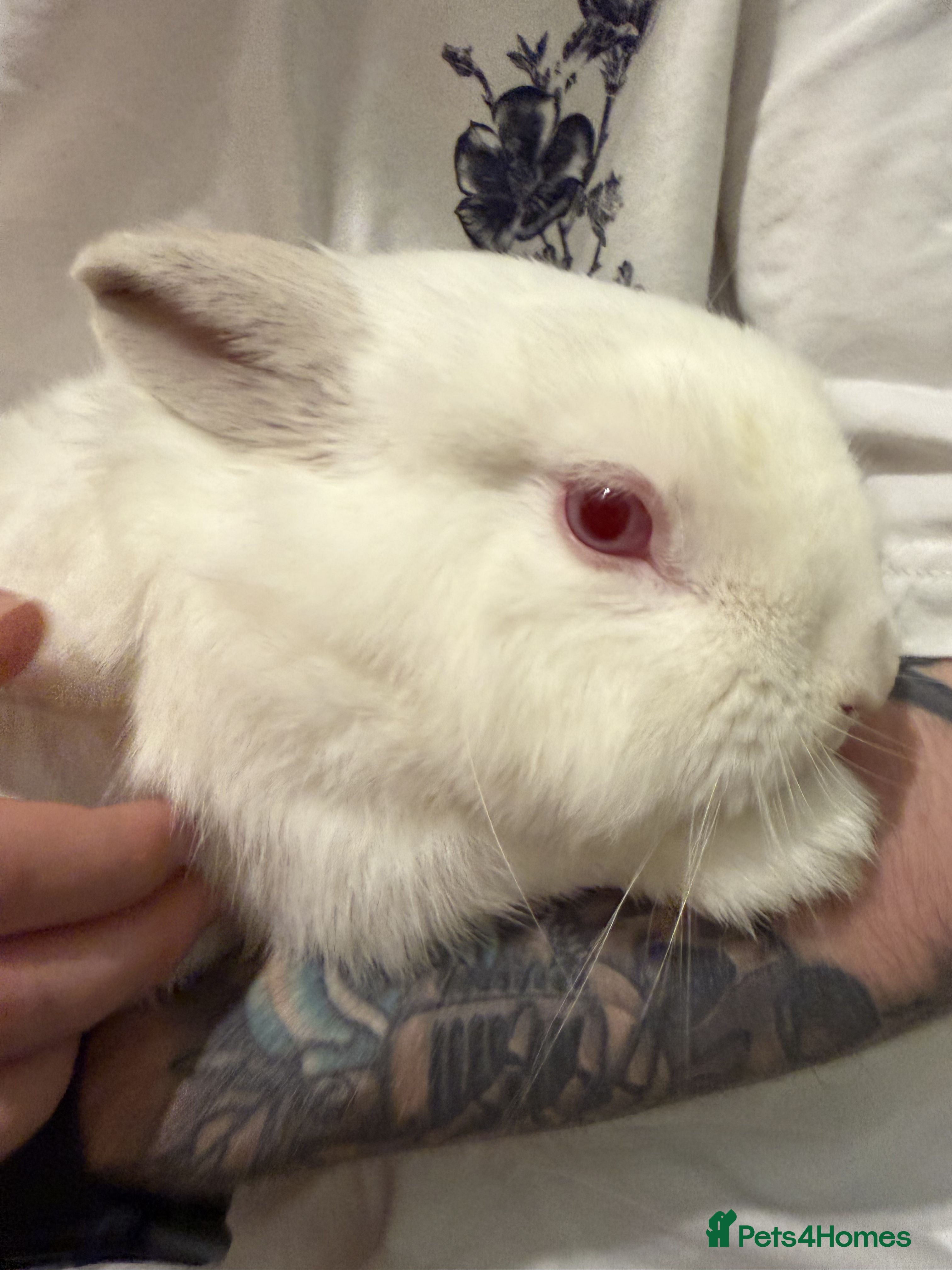 Lionhead rabbits Male red eyed, white Lionhead rabbit for adoption - Advert 1