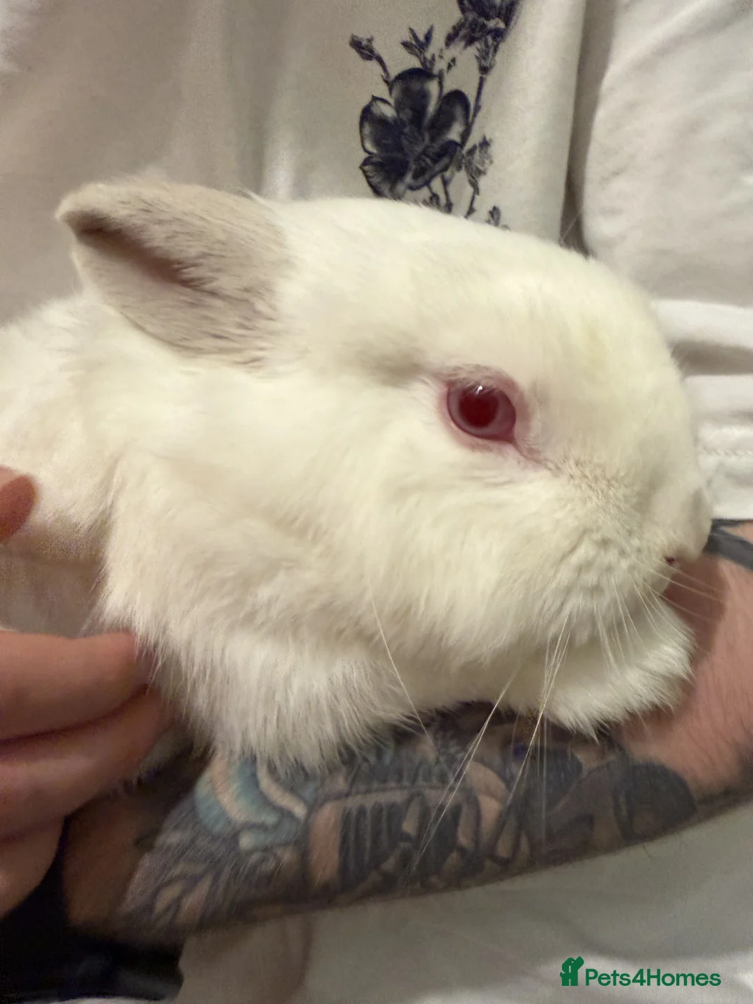 Lionhead rabbits for sale: Male red eyed, white Lionhead rabbit 10 months old - Advert 1