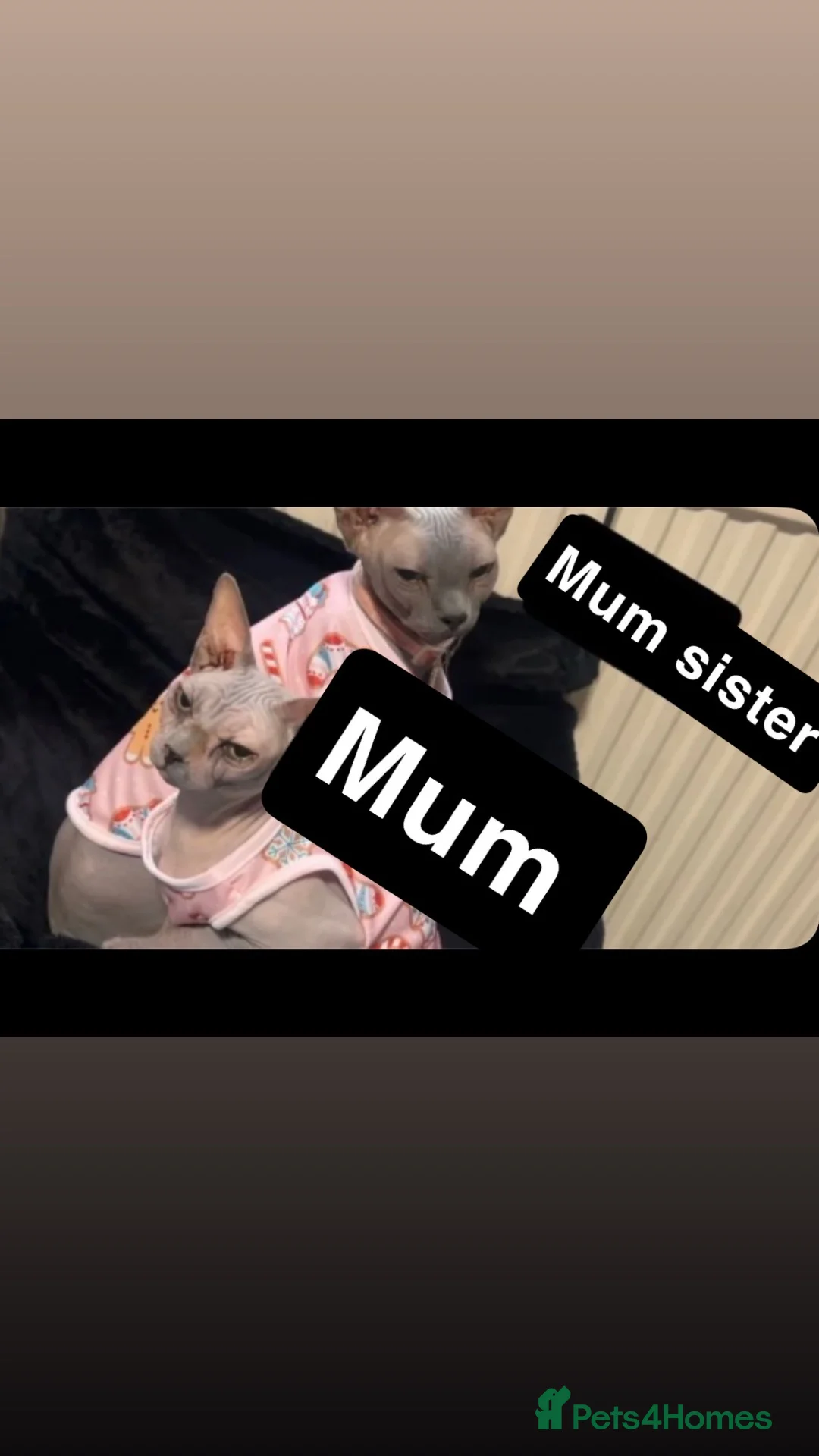 Sphynx cats for sale: Sphynx kittens  - Advert 1