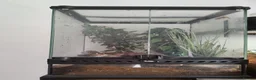 Gecko reptiles for sale: Crested geckos and /morning geckos - Advert 3