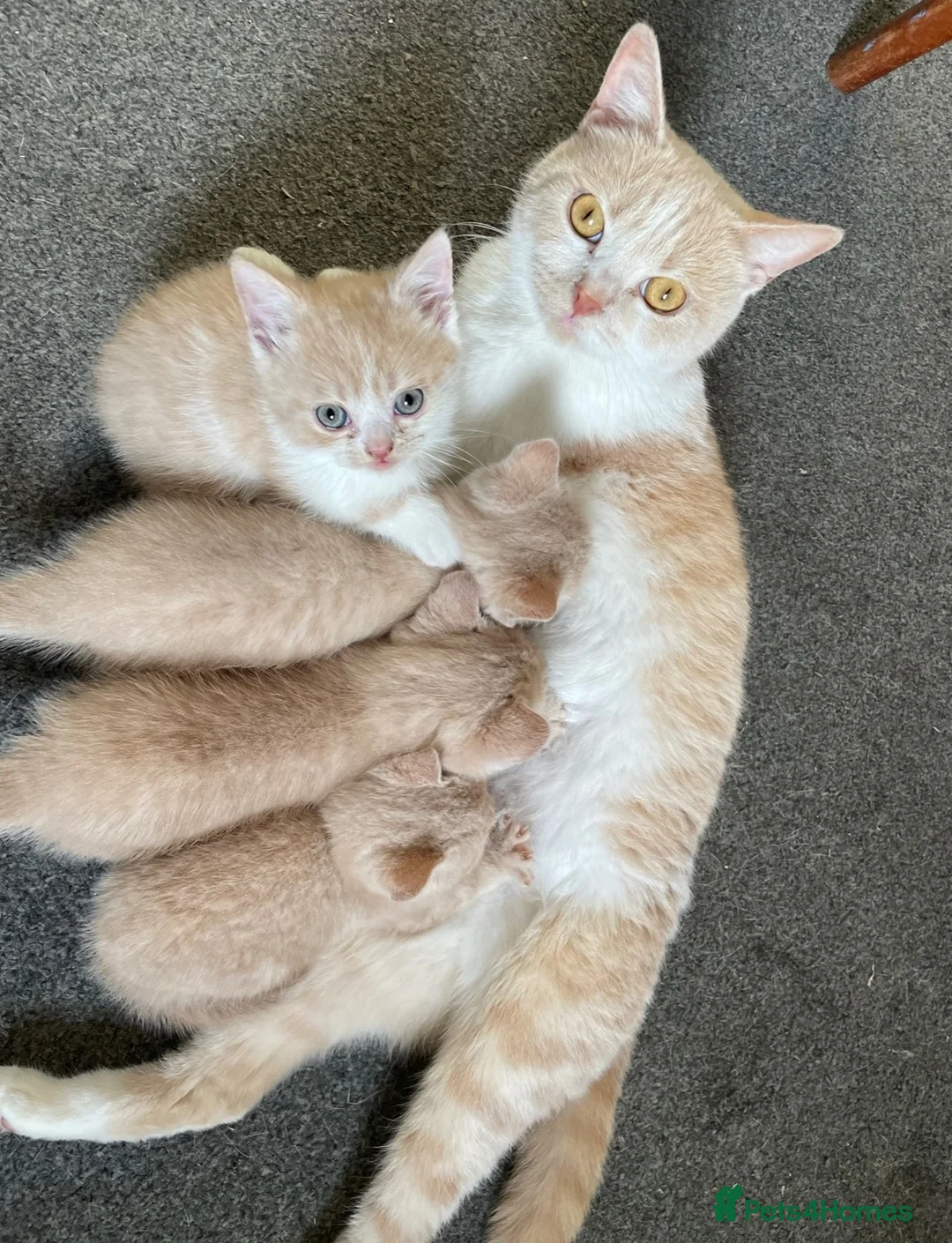 British Shorthair cats for sale: Last of his litter! - Advert 2