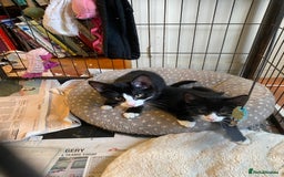 Mixed Breed cats for sale: Friendly kittens looking for homes ! - Image 9