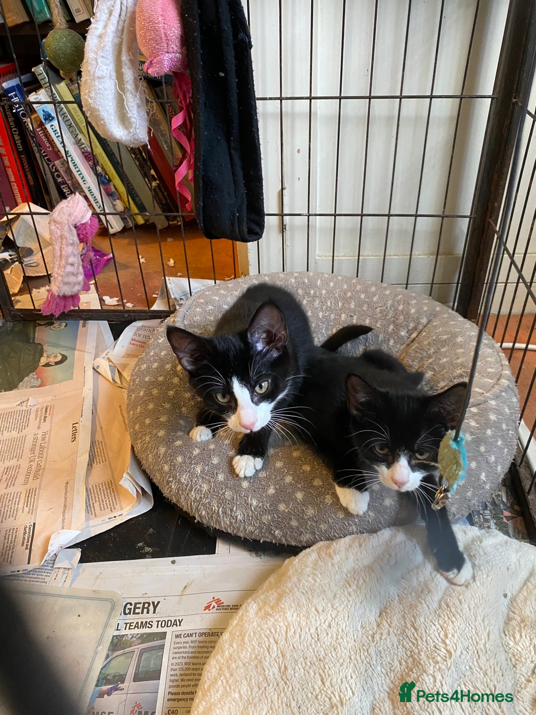 Mixed Breed cats for sale: Friendly kittens looking for homes ! - Image 9