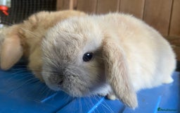 Mini Lop rabbits for sale: VACCINATED/wormed/flead mini lop babies  - Image 10