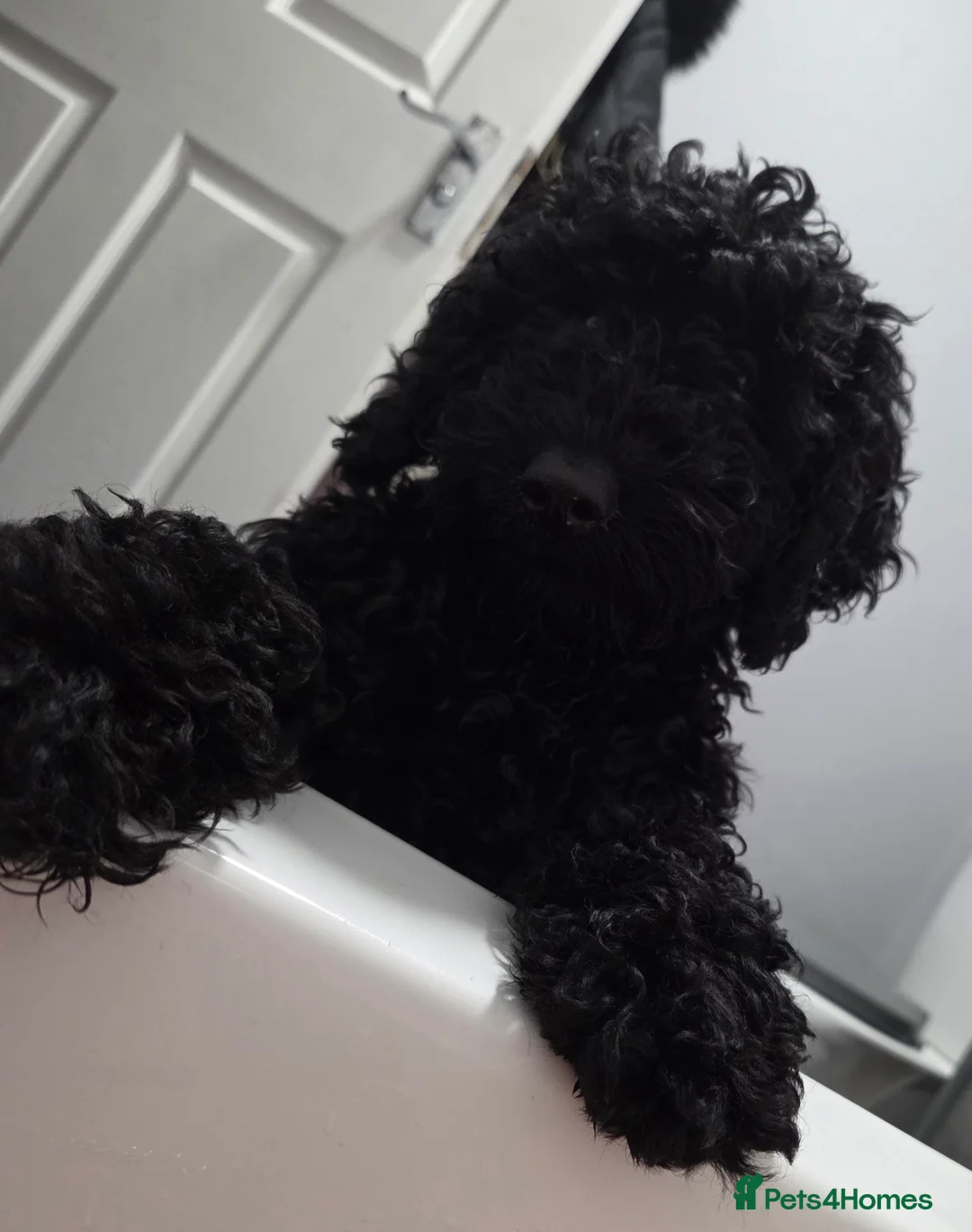 Cockapoo dogs for sale: Back f1b cockapoo - Advert 1