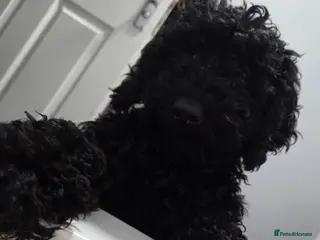 Cockapoo dogs Back f1b cockapoo - Advert 1