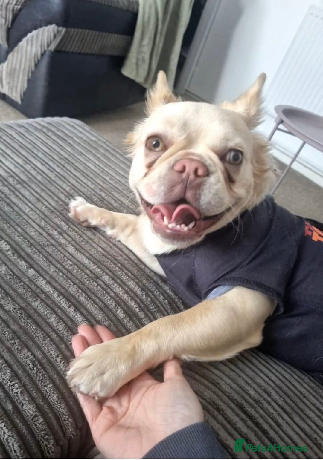 Mixed Breed dogs for sale: Fluffy frenchie approx 2years old.  - Image 3