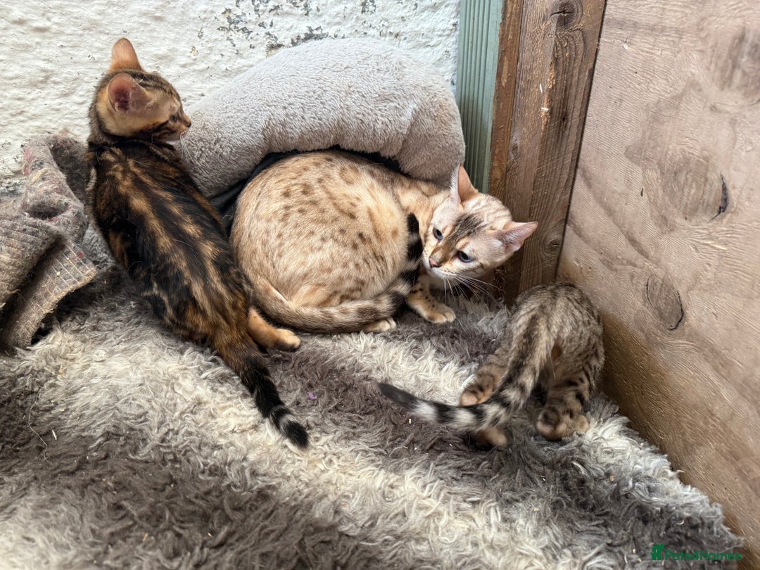 Bengal cats for sale: Bengal kittens ready now silver and marble boys - Image 9