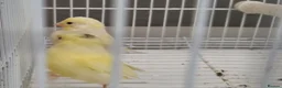 Canaries birds for sale: Beautiful 2026 canaries mostly yellow - Advert 3