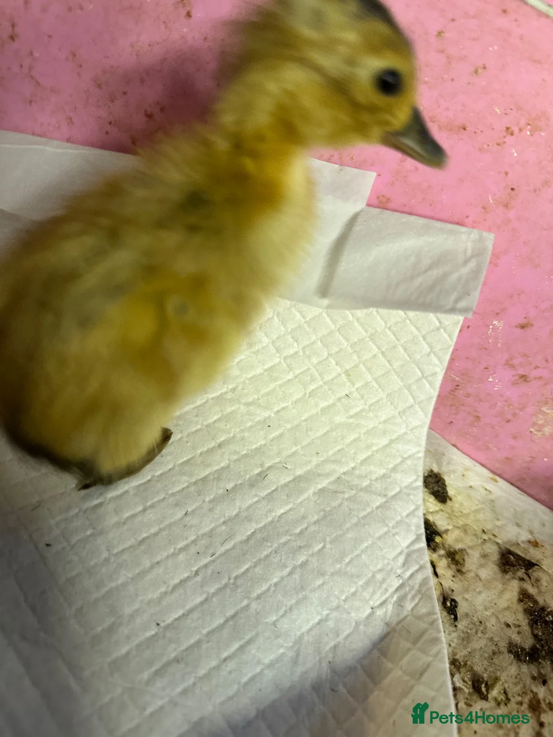 Ducks poultry for sale: Indian runner ducklings ducks crested  - Advert 2