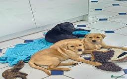 Labrador Retriever dogs for sale: 3 little girls for sale - Image 2