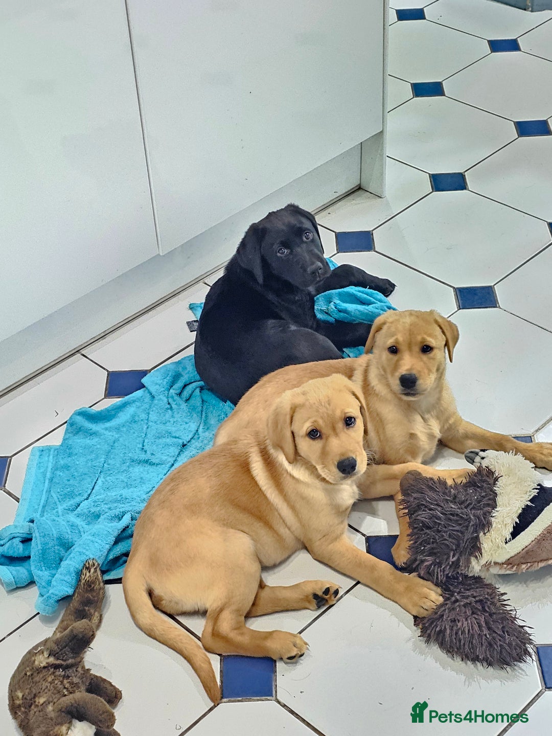 Labrador Retriever dogs for sale: 3 little girls for sale - Image 2