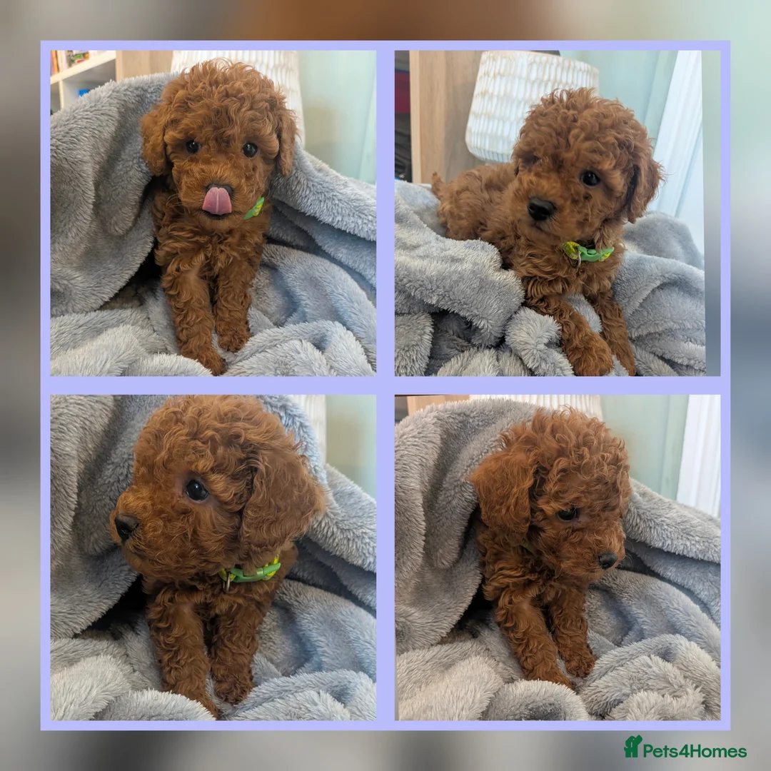 Toy Poodle dogs for stud: K.C. Reg Proven Stud Toy Poodle - Advert 18