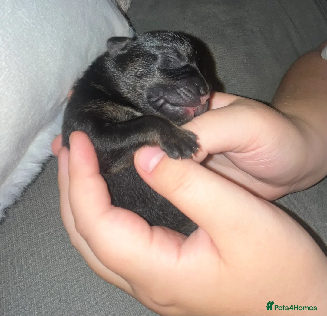 German Shepherd dogs for sale: german shepherd puppies  - Advert 7