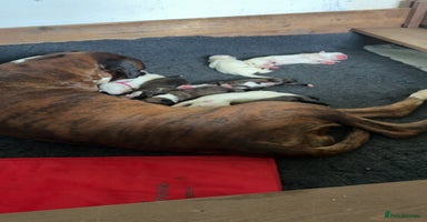 Boxer dogs - Advert 5