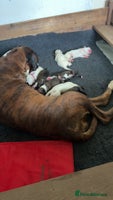 Boxer dogs - Advert 2