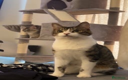 Domestic Shorthair cats for sale: Domestic Shorthair kittens  - Image 9