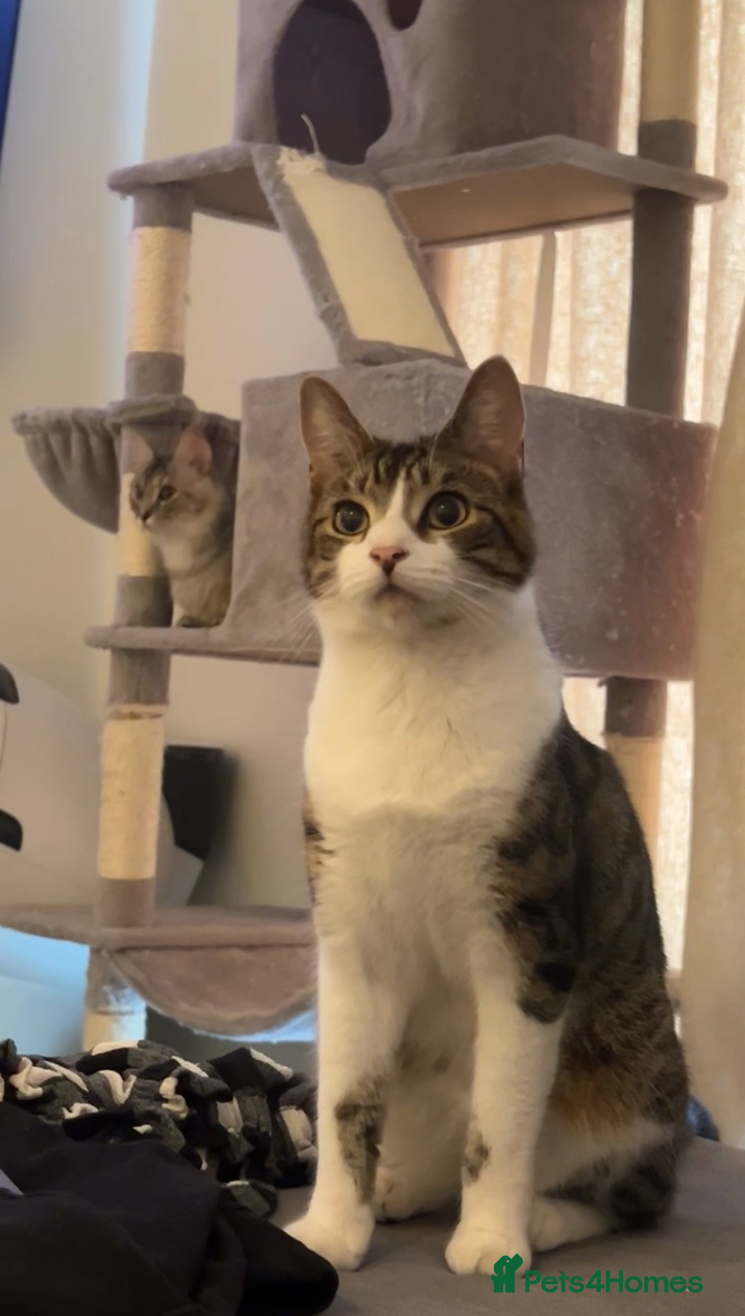 Domestic Shorthair cats for sale: Domestic Shorthair kittens  - Image 9