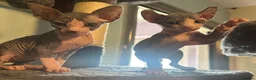 Sphynx cats for sale: Gorgeous full breed Sphynx kittens🐾 - Advert 10