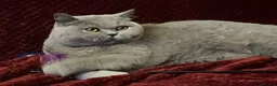 British Shorthair cats for sale: 🏆 Beautiful GCCF BSH Grace Retired Queen (Blue)🐈 - Advert 3