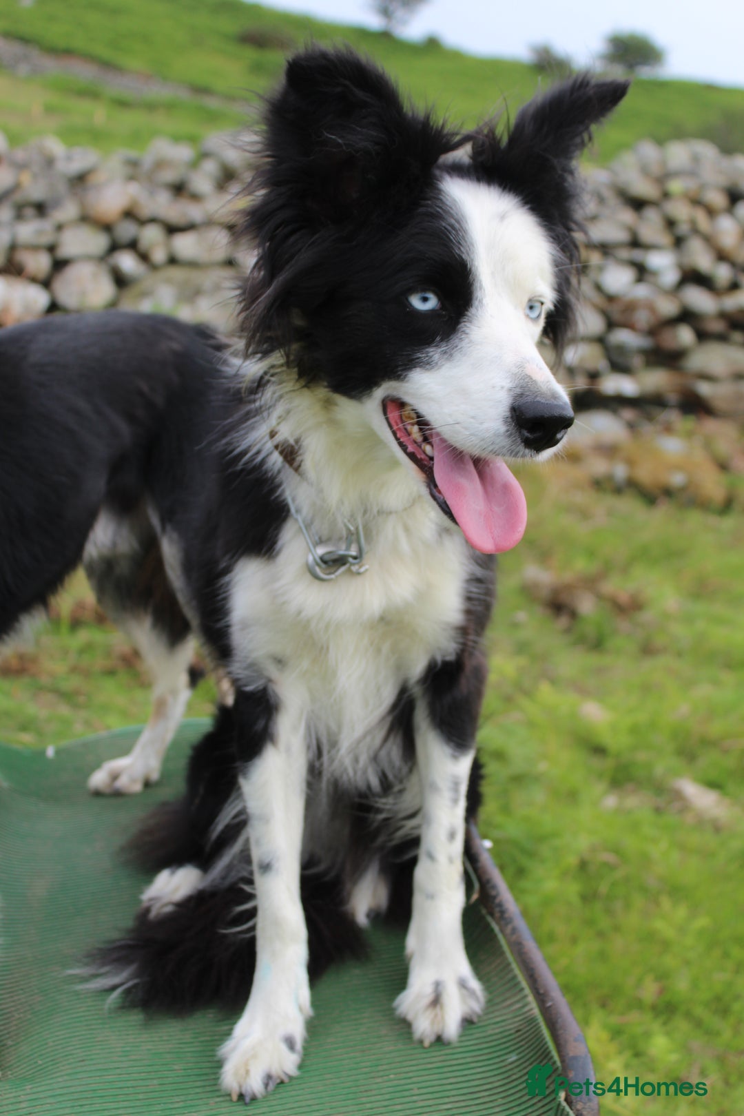 Border Collie dogs for sale: Failed sheepdog looking for very active home - Image 2