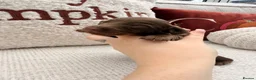 Miniature Dachshund dogs for sale: Long hair miniature daschund puppies for sale in Peterlee - Advert 18