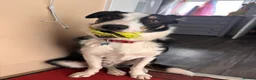 Border Collie dogs for sale: 1 year old border collie boy well trained  - Advert 12