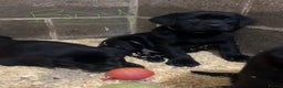 Labrador Retriever dogs for sale: READY NOW.Beautiful black KC registered Labradors  - Advert 23
