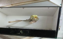 Budgerigars birds for sale: Budgerigars  - Image 8