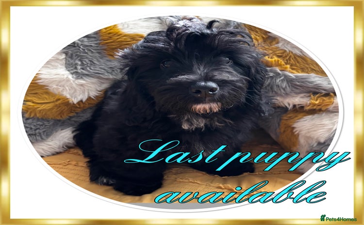 Maltipoo dogs in Newark - Advert 8
