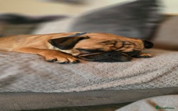 Mixed Breed dogs for sale: Beautiful Walter - Image 2