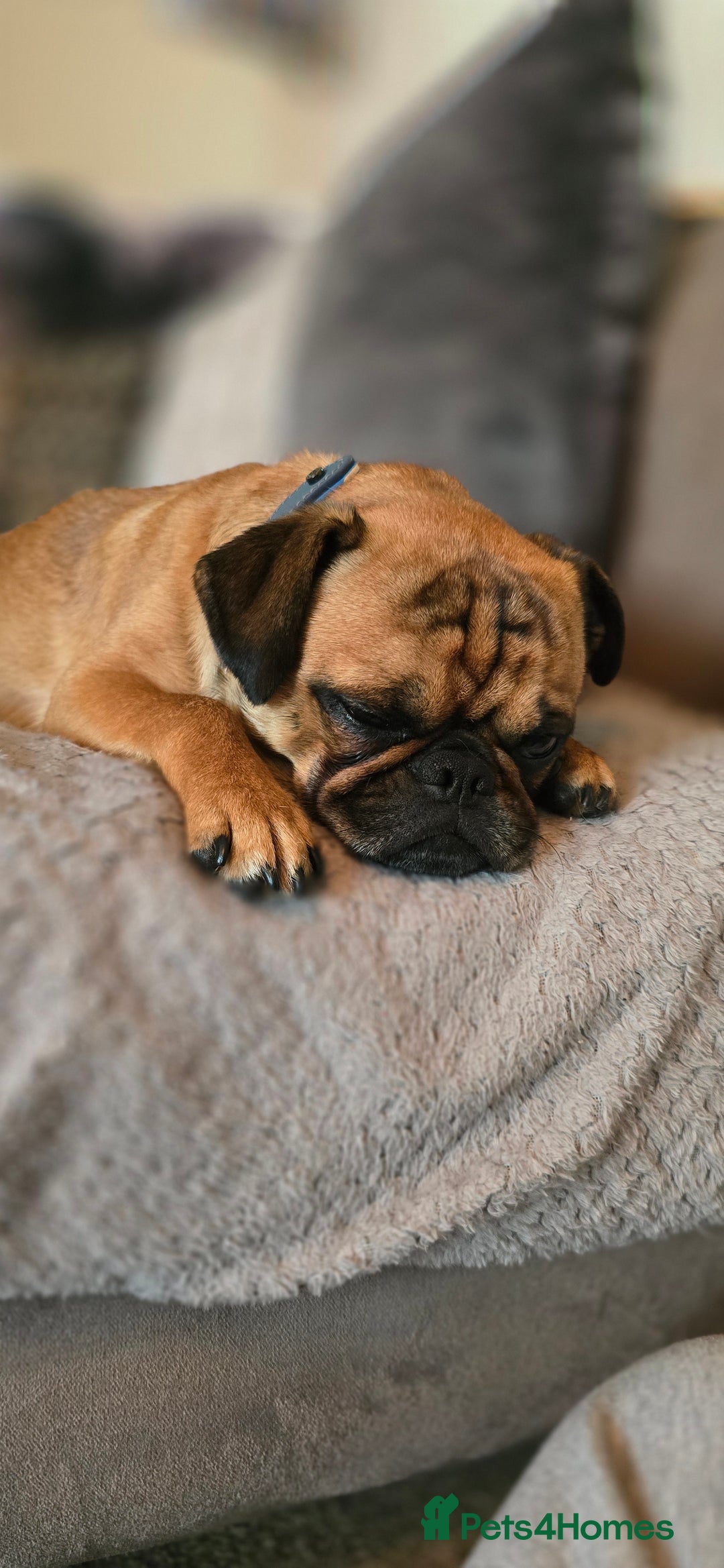 Mixed Breed dogs for sale: Beautiful Walter - Image 2