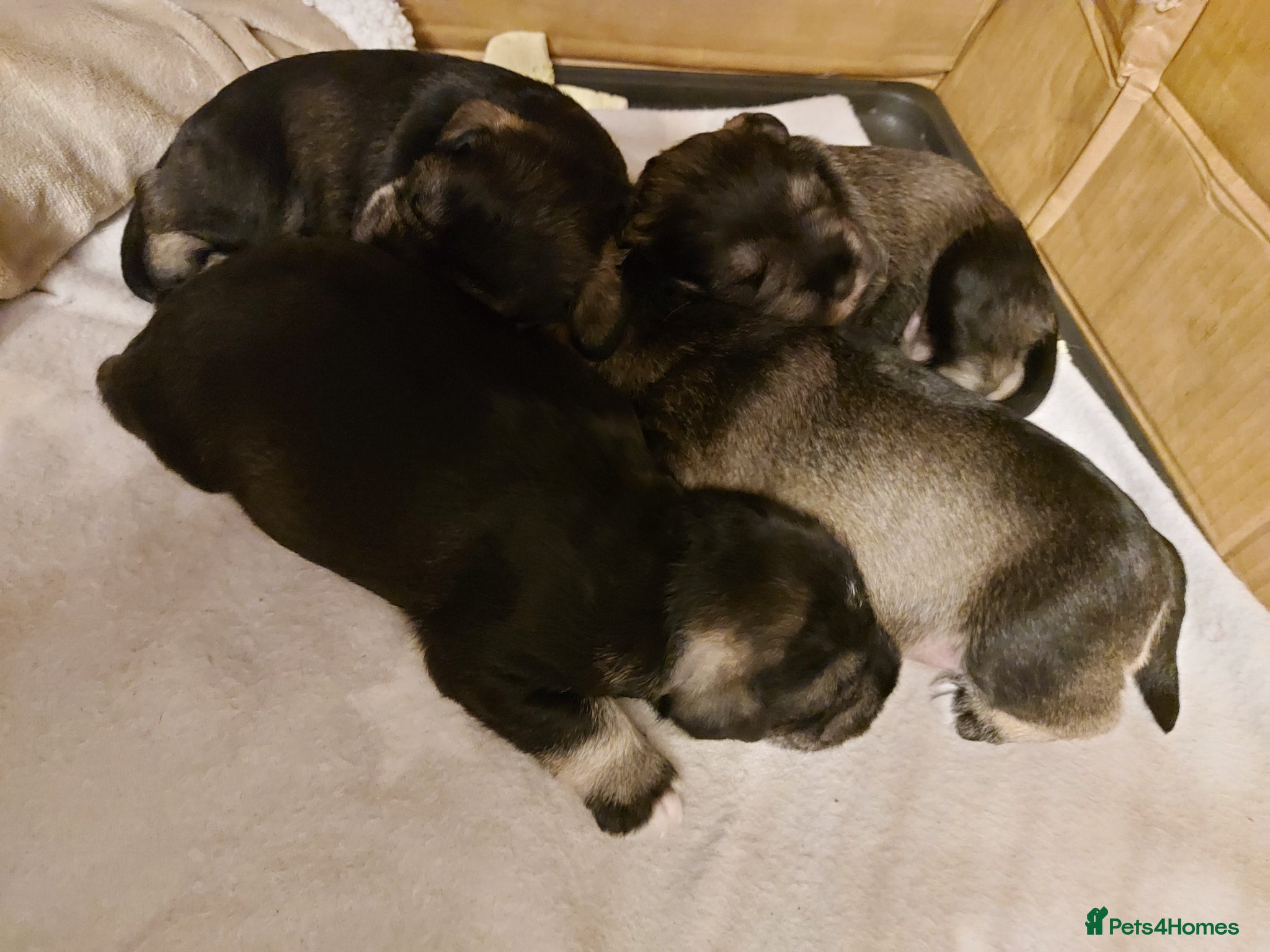 Miniature Schnauzer dogs Miniature Schnauzer pups *2 Males, 2 Females*  - Advert 2