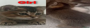 Scottish Fold Kitten 3