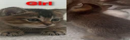 Scottish Fold cats for sale: Beautiful Scottish fold/straight ears kittens - Advert 2