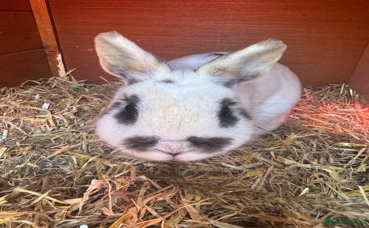 Netherland Dwarf rabbits - Advert 5