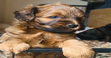 Shihpoo dogs - Advert 6