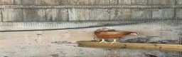 Chickens poultry for sale: Brown hybrid chickens  in Romford - Advert 4