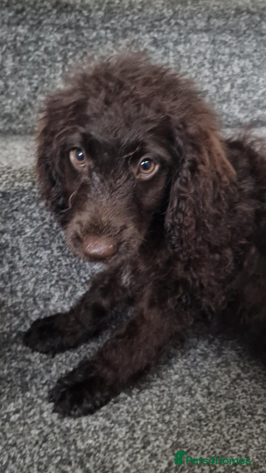 Cockapoo dogs Full Vaccinations READY NOW Show Cockapoo F1b - Advert 1