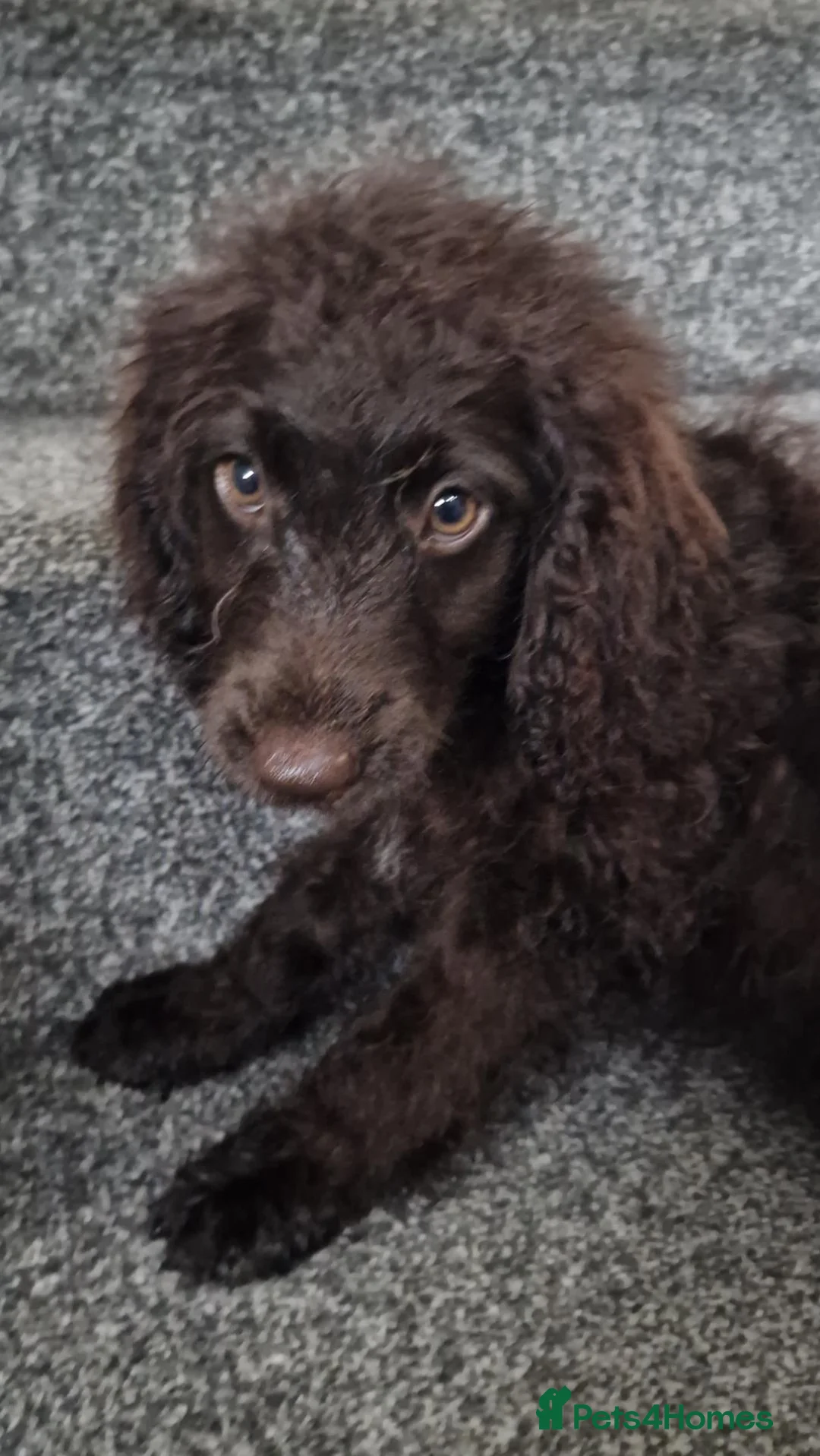 Cockapoo dogs for sale: Full Vaccinations READY NOW Show Cockapoo F1b - Advert 2