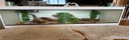 Bearded Dragon reptiles for sale: 2 bearded dragons  in Plymouth - Advert 3