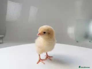 Chickens poultry Brahma x Warren Chicks - Advert 1